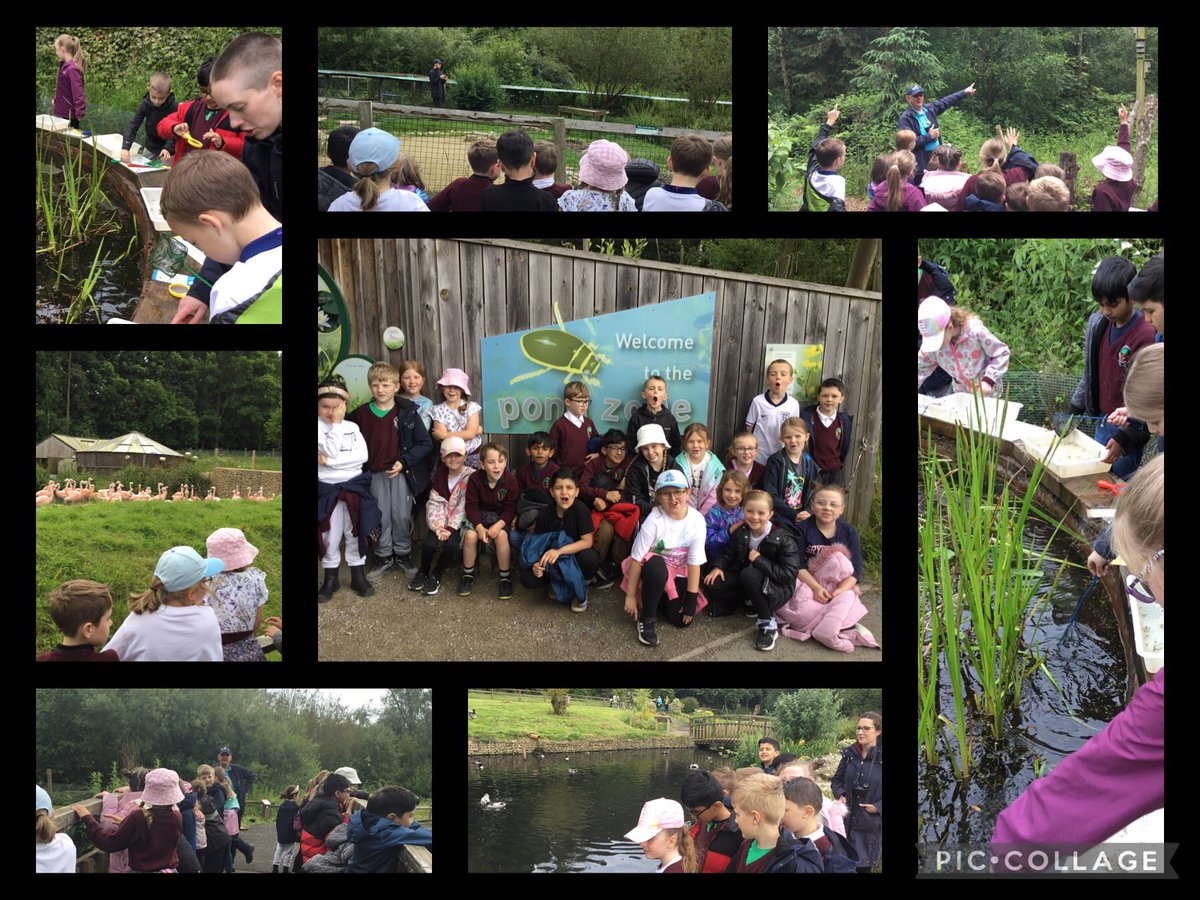 RTPS_Year3A's tweet photo. We’ve had a lovely day at Washington Wetlands! We enjoyed learning about different types of plants and birds, as well as pond dipping and making a colour palette. We also had some time in the playground too where everyone loved letting off some steam! https://t.co/4OV2rTB0g9