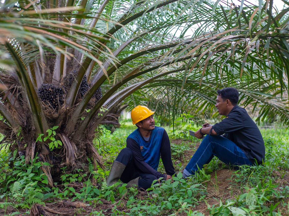 Das #FONAP-Mitgliederprojekt in #Indonesien schult Kleinbäuer*innen in regenerativer Landwirtschaft. 🌱🌿

💡Das fördert #Biodiversität und gesunde Böden.

Hier gibt es mehr Infos! 👉forumpalmoel.org/fonap-projekt-…