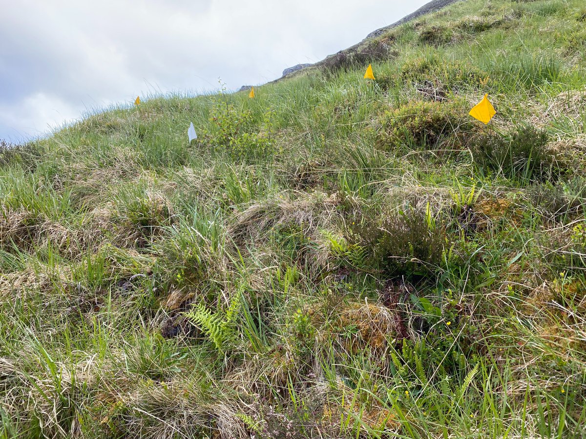 Watts_SH's tweet photo. #Birch given the opportunity to thrive with upland vegetation change in response to a reduction in grazing pressure at #Corrour: see the difference in the #heather &amp; #blaeberry cover &amp; structure in the same monitoring plot photographed in June 2020 &amp; 2024. https://t.co/GvYWeJ3xKg
