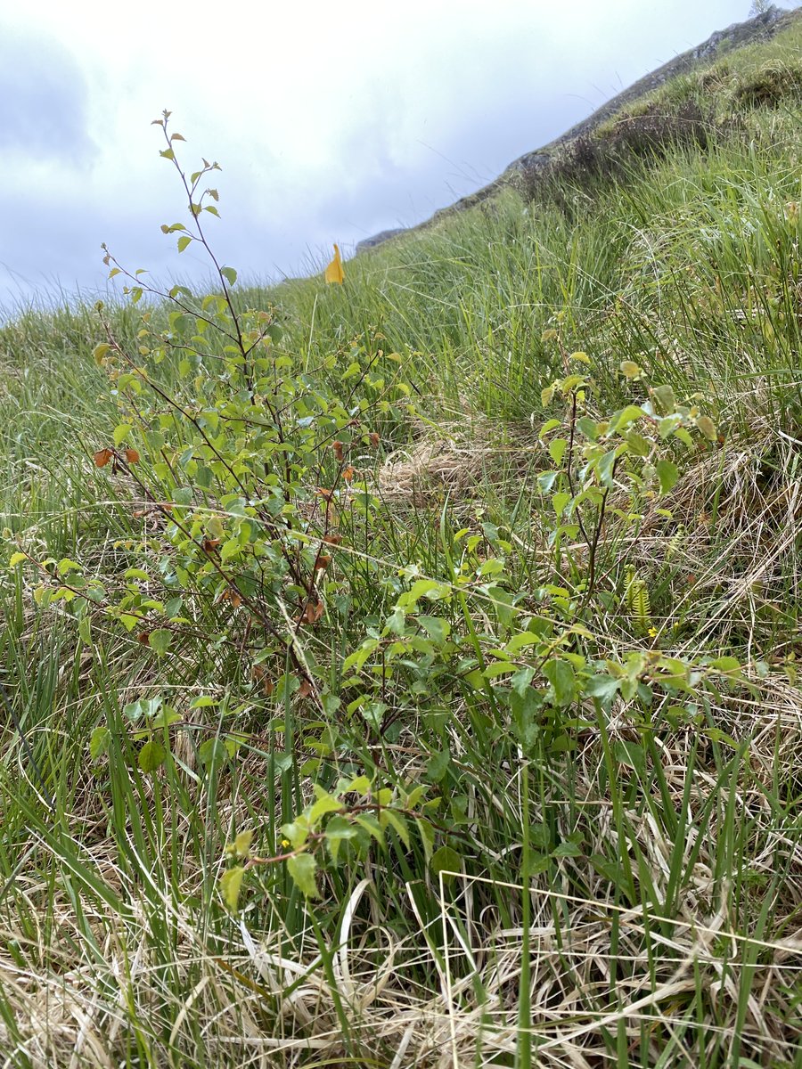 Watts_SH's tweet photo. #Birch given the opportunity to thrive with upland vegetation change in response to a reduction in grazing pressure at #Corrour: see the difference in the #heather &amp; #blaeberry cover &amp; structure in the same monitoring plot photographed in June 2020 &amp; 2024. https://t.co/GvYWeJ3xKg