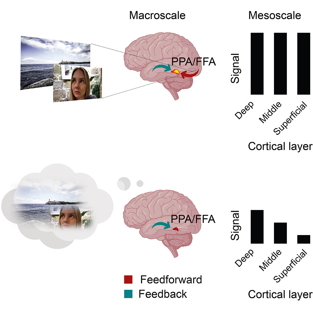 layerfMRI (@layerfmri) on Twitter photo New layer-fMRI paper looking into imaginary and perceived faces.
By <a href="/TonyCarricarte/">Tony Carricarte</a> et al.
cell.com/iscience/fullt… New layer-fMRI paper looking into imaginary and perceived faces.
By <a href="/TonyCarricarte/">Tony Carricarte</a> et al.
cell.com/iscience/fullt…