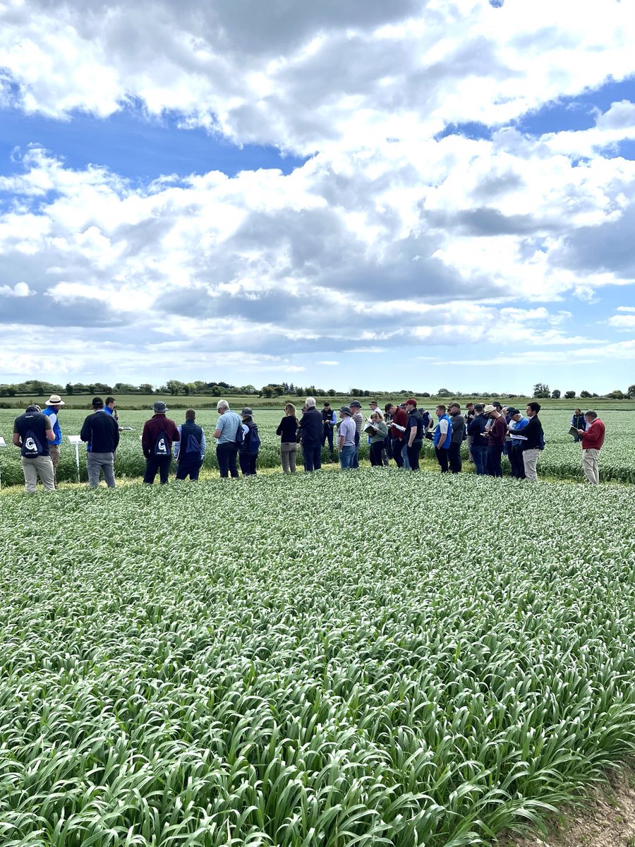 Loads of information and experience shared on day one of ⁦<a href="/Goldcrop/">Goldcrop</a>⁩ arable open days with Isabel soaking up the sunshine ⁦⁦<a href="/DonieFitz/">Donal Fitzgerald</a>⁩  ⁦<a href="/John_Dunne_/">John Dunne</a>⁩ ⁦<a href="/dcampion244/">Dermot Campion</a>⁩