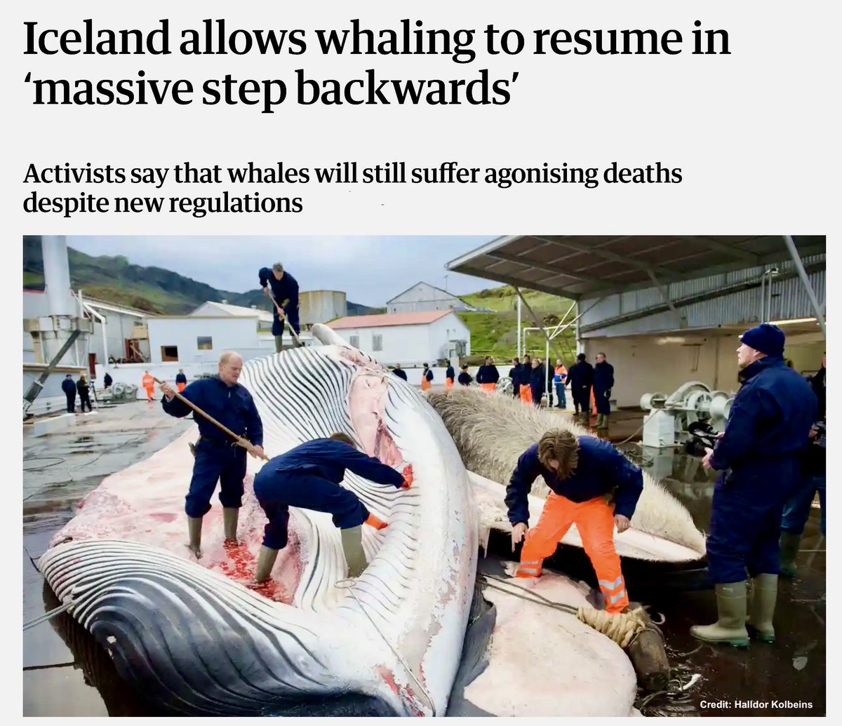 DrTOMontgomery's tweet photo. #BoycottIceland 

So, the whale killer wins again

Iceland's minister has granted the millionaire owner of Hvalur hf. a permit to slaughter 128 whales this year.

What can we do? Share this news widely, &amp; ask people to boycott Iceland, so next year, they'll know how much we care. https://t.co/yDLofpem5g
