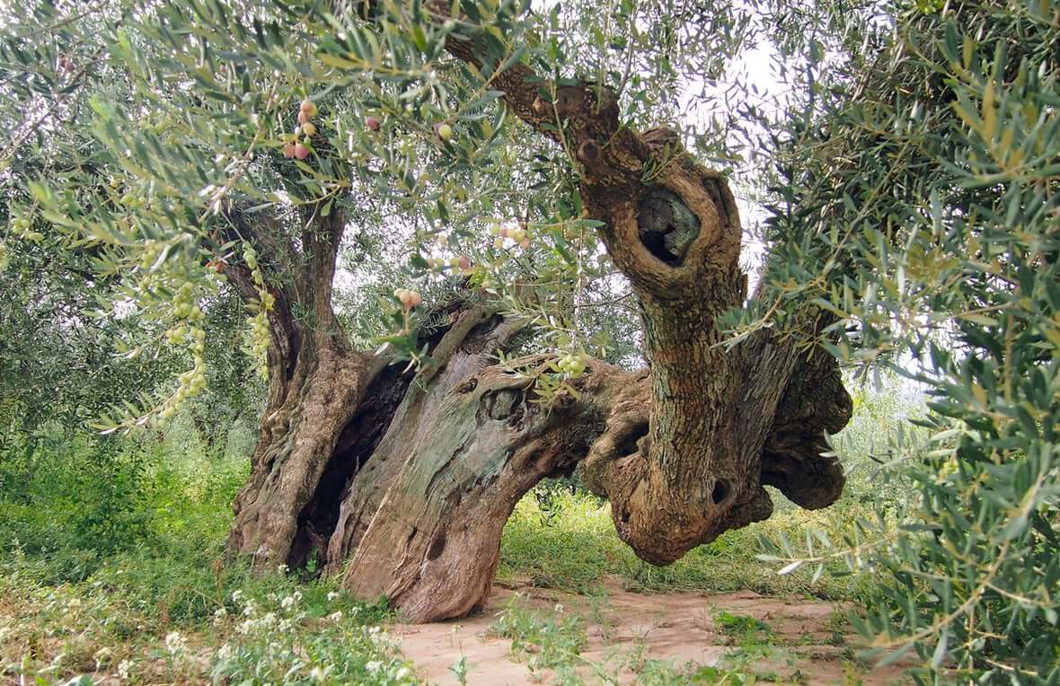 9 Oliveres tweet media