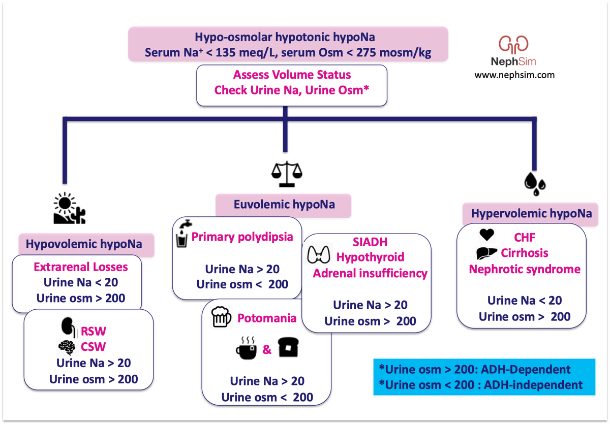 Case 13 &amp; #hyponatremia infographics 💧💧💧

nephsim.com/case-13-introd…

#FOAMed #Nephrology