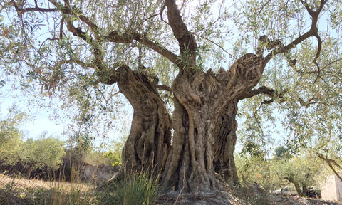 9 Oliveres tweet media