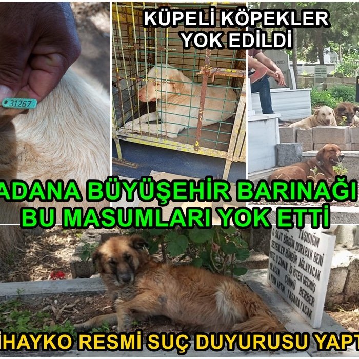 Adana Büyükşehir Belediyesi Veteriner İşleri Müdürlüğü 17 küpeli köpeği toplayıp Bilinmeze attı. Masum hayvanlar nerede?
<a href="/BuyukSehirAdana/">AdanaBuyukSehirBld</a> <a href="/ZeydanKaralar01/">Zeydan Karalar</a> 
Hesap sorulsun.
