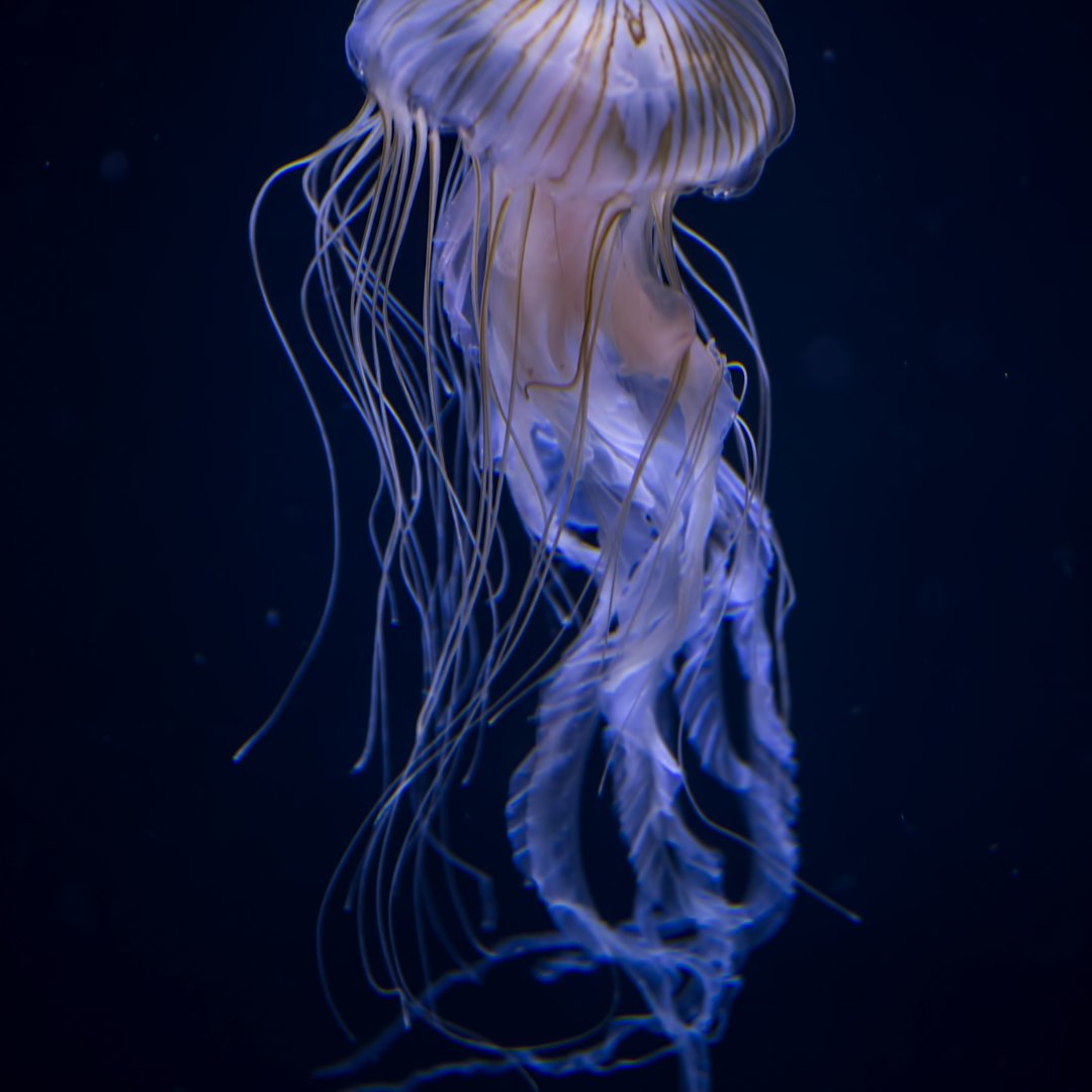 FrontMarineSci's tweet photo. 🪼  TTPD: Sailor's Version 🪼 - Jellyfish! 🌊 Just like Taylor Swift's album "The Tortured Poets Department", the mysterious deep-sea jellyfish shines bright in the darkest depths. #Eras https://t.co/Lvp7k9S5cH
