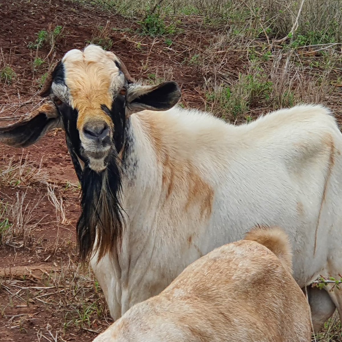 MintoRealEstate's tweet photo. He is Billy the Bully. Serving 51 she‐goats single-handedly, our happy customer is able to upgrade her herd. You too can start a goat farm in Seito Plains Project in Mailua. +254 717 244 000

South C
Harambee Stars
#AirtelUnlimitedData
DP Rigathi Gachagua
President Uhuru Kenyatta https://t.co/LblrP54FzG