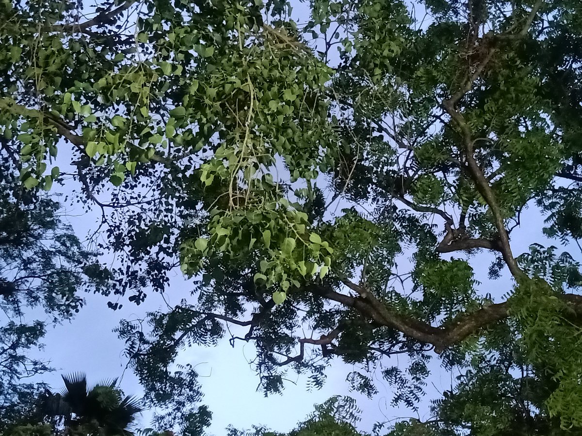 longhandnotes's tweet photo. Dusk without a stir
In still neem branches yet stirs
In low peepul branch

#haiku #canopy #breeze #SilentWave #StillOutside https://t.co/vp1PKo7o1b