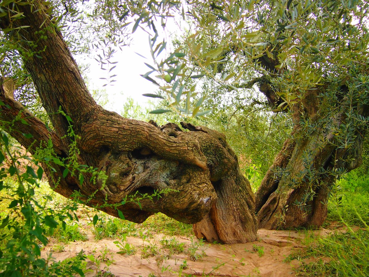 9 Oliveres tweet media