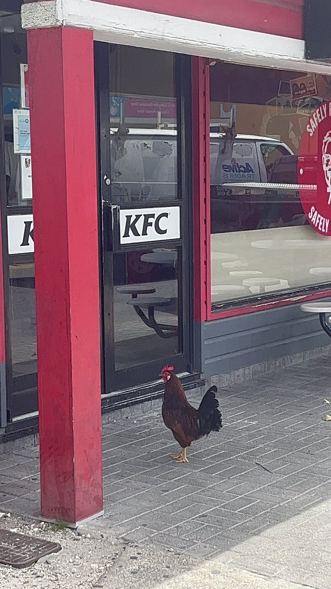 AfD und BSW Abgeordnete im Bundestag