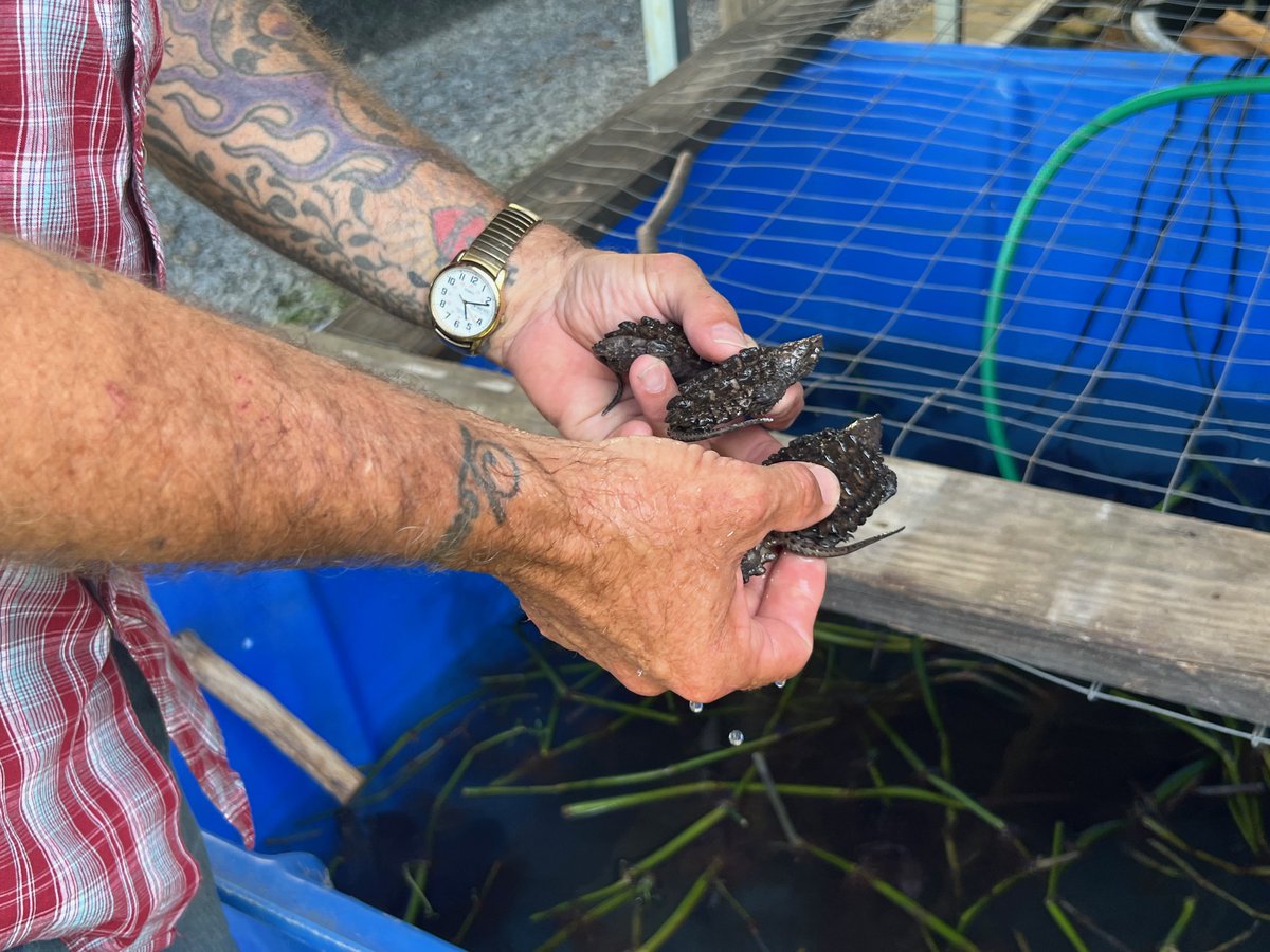 Air Products Louisiana Clean Energy Complex tweet media
