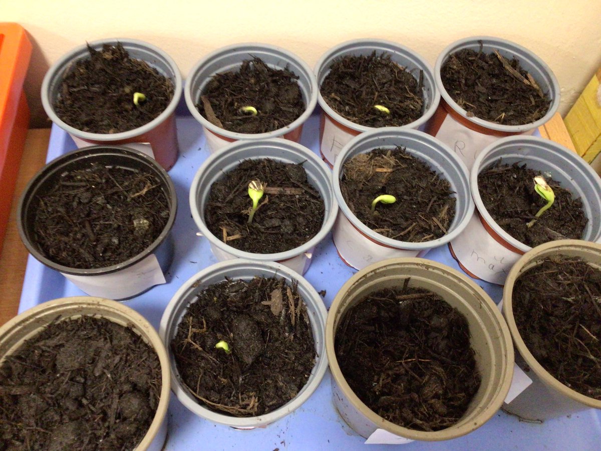 FinedonScFS's tweet photo. Look at our sunflowers! Last week we planted seeds and looked at what they would need to grow. We gave them water and covered them in soil and the shoots have started to appear today 🌱🌻 https://t.co/EmHzyAjfGF