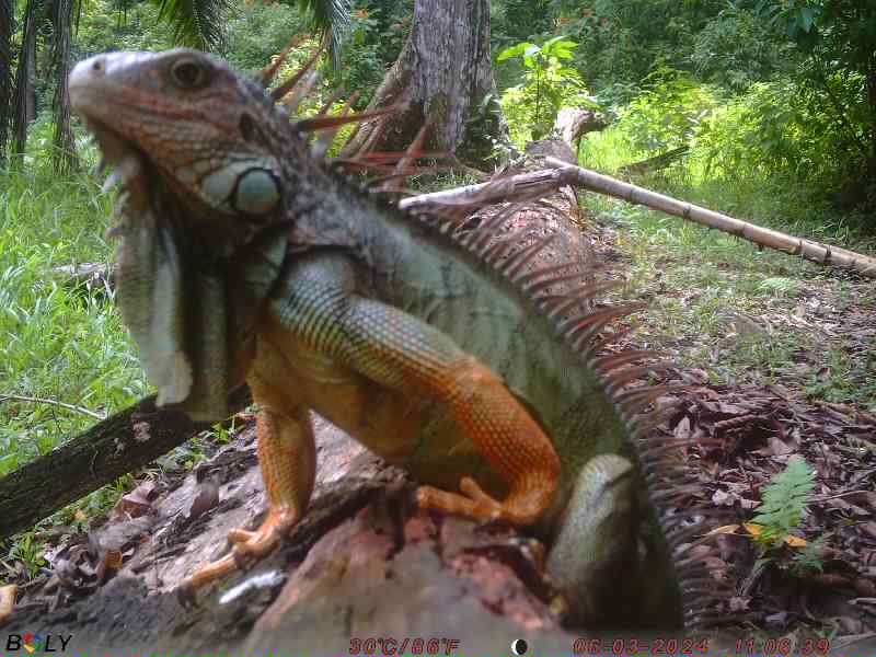 ZSL Instant Wild (@instantwild) on Twitter photo This beauty posing for the <a href="/OchoVerde/">Ocho Verde Wildlife</a> #CameraTrap really caught our attention! Find more forest friends here > bit.ly/2X8nHed
#CitSci #NaturePhotography #Nature #Volunteering #TwitterNatureCommunity #CitizenScience #AnimalTwitter #Wildlife This beauty posing for the <a href="/OchoVerde/">Ocho Verde Wildlife</a> #CameraTrap really caught our attention! Find more forest friends here > bit.ly/2X8nHed
#CitSci #NaturePhotography #Nature #Volunteering #TwitterNatureCommunity #CitizenScience #AnimalTwitter #Wildlife