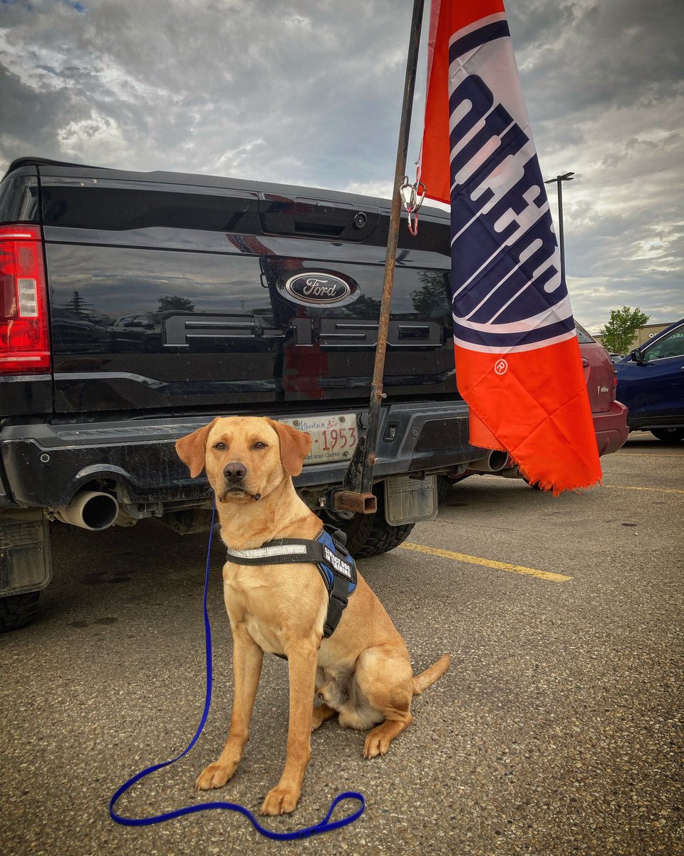 K9KitchenWitch's tweet photo. 🧡💙Go Oilers Go!💙🧡

#oilers #edmontonoilers #hockey #gametimepup #yellowlab #servicedogintraining #servicedog #workingdog https://t.co/D4HRqiVTQy
