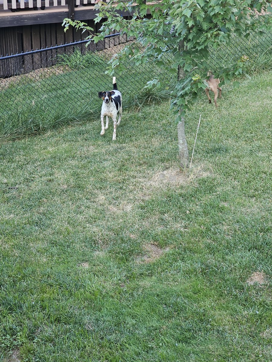 I think the pups are glad I'm back from vacation 😊