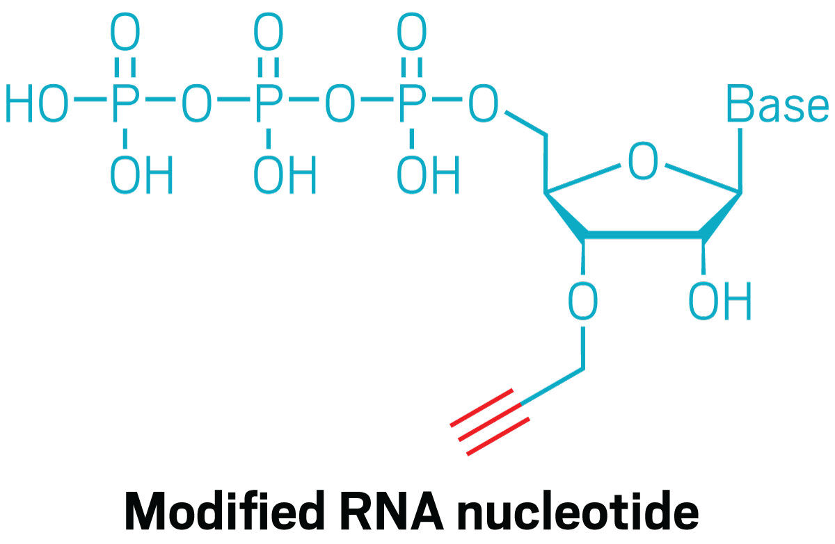 MIT researchers have developed a new technique using click chemistry to capture which genes are in the process of being transcribed in single cells, which they say could be the key to better understanding and treating some genetic diseases. cen.acs.org/biological-che…