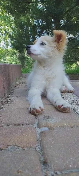 strzelec29's tweet photo. Figa szuka swojego człowieka. Dzieciak ma 10 tygodni.  
Kontakt w sprawie adopcji - 508 138 553, jeśli nikt nie odbiera proszą o smsa z imieniem psa.
Figa przebywa w Wieluniu woj. łódzkie https://t.co/vZx3pn62Bi