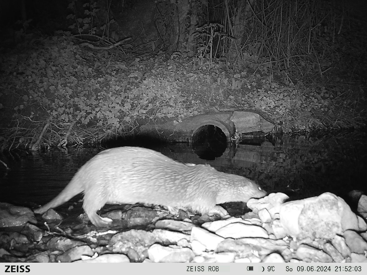 Rob Williams (@robsrw) on Twitter photo Otter through the garden stream a couple of nights ago captured on the <a href="/ZEISSBirding/">ZEISS Birding</a> SecaCam 7. Otter through the garden stream a couple of nights ago captured on the <a href="/ZEISSBirding/">ZEISS Birding</a> SecaCam 7.