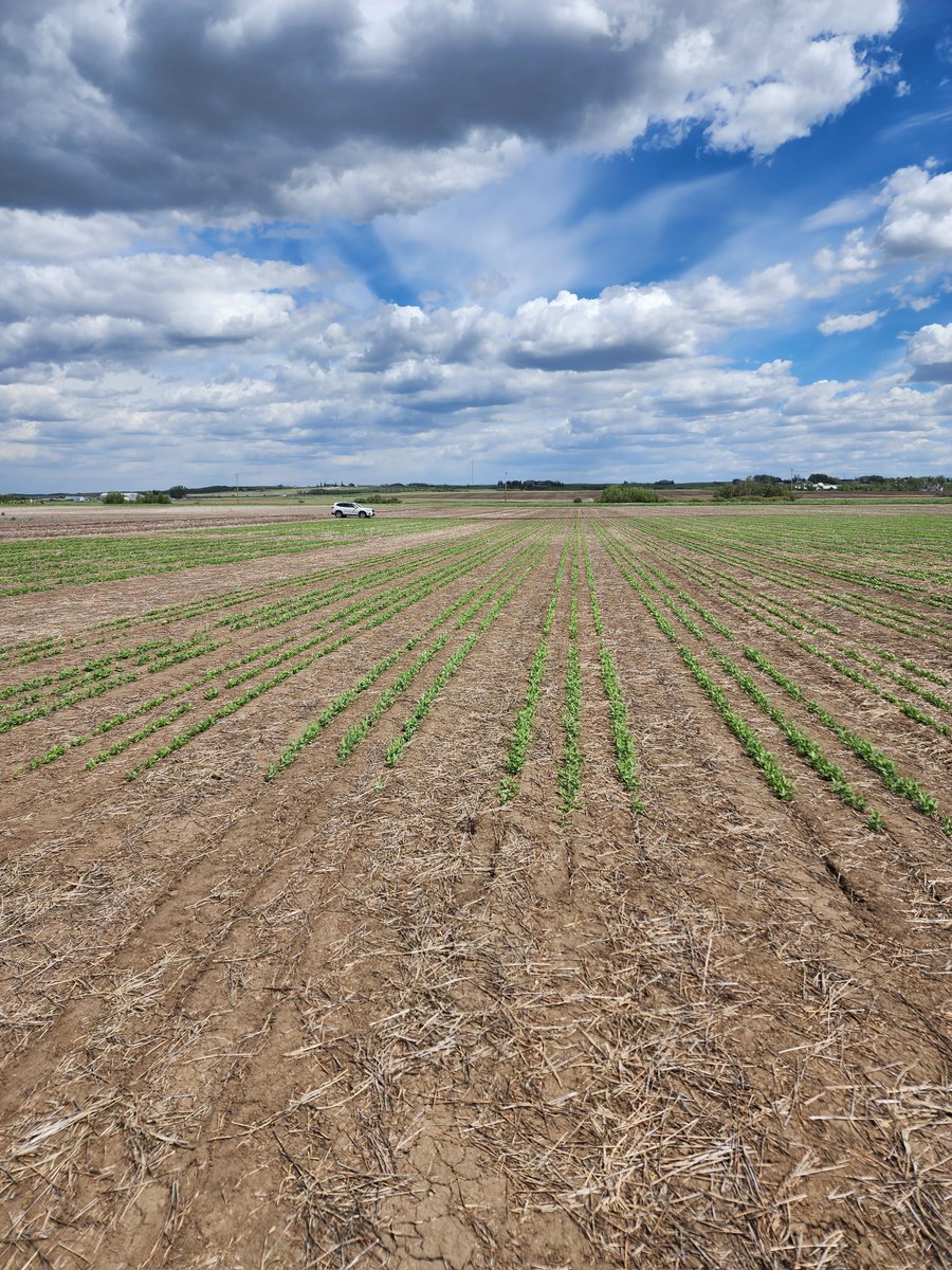 PeaSoybean USask (@peasoybeanusask) on Twitter photo đź«›Our pea long plots at Sutherland are coming along beautifully. Photo by Donna Lindsay.đź«›
<a href="/TomWarkentin/">Tom Warkentin</a>
<a href="/CDC_USask/">Crop Development Centre - USask</a>
<a href="/agbiousask/">USask AgBio</a> đź«›Our pea long plots at Sutherland are coming along beautifully. Photo by Donna Lindsay.đź«›
<a href="/TomWarkentin/">Tom Warkentin</a>
<a href="/CDC_USask/">Crop Development Centre - USask</a>
<a href="/agbiousask/">USask AgBio</a>