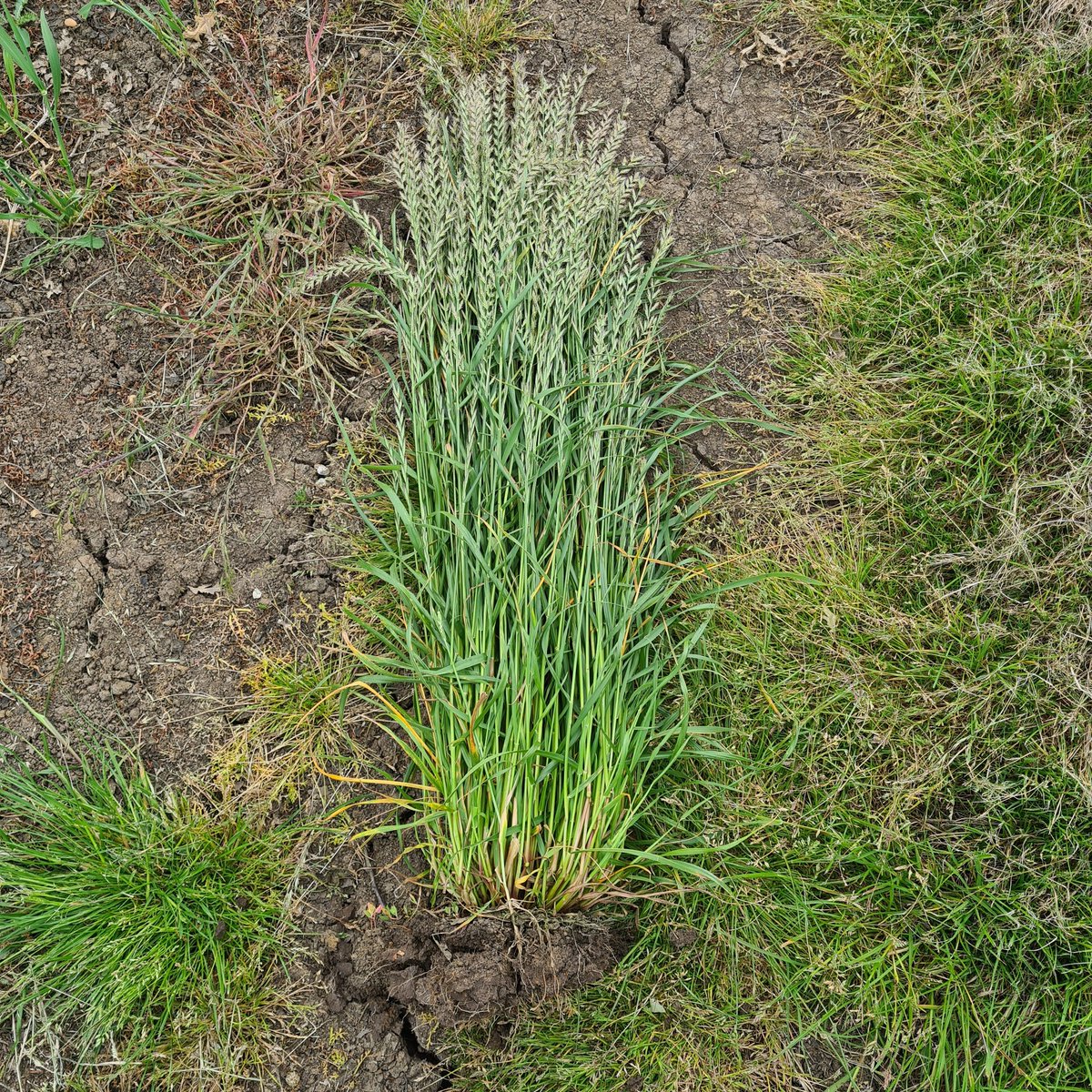 This was a herbicide resistant ryegrass plant that grew from one seed.