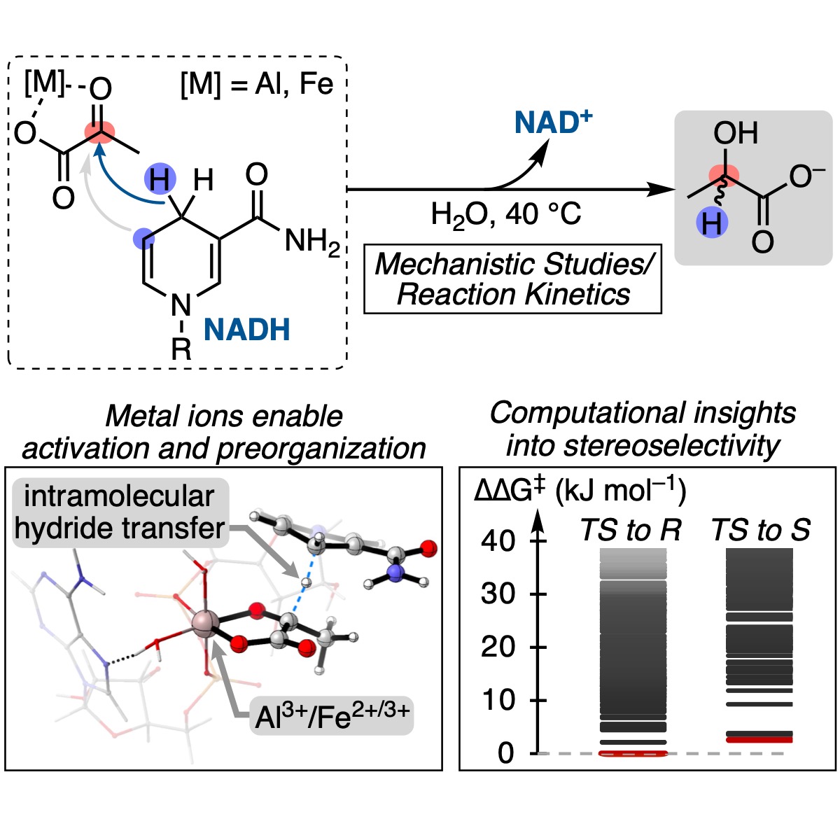 Metabolic models for the origin of life predict NADH should reduce keto acids without enzymes. We found such reactivity is turned on by Fe(III) or Al(III) ions (again) and it's stereoselective! Full mechanistic study. Out in <a href="/Chem_CP/">Chem</a>. Congrats <a href="/RJ_Mayer/">Robert Mayer</a>!

doi.org/10.1016/j.chem…