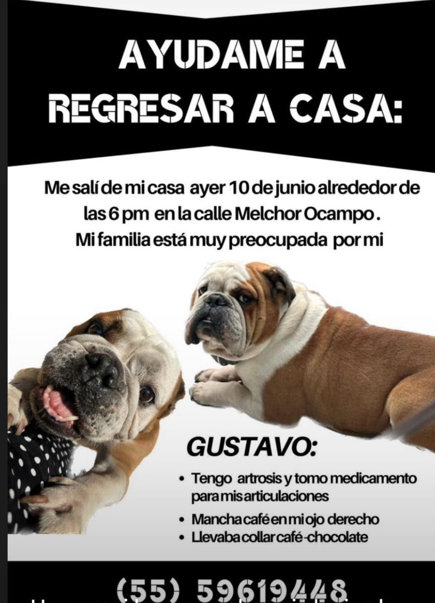 fermichgp's tweet photo. Amigos, me pueden ayudar a compartir, Gus es de mi abuelita y se perdió por favor ayúdenlo a regresar a casa https://t.co/9cYBbobJgE