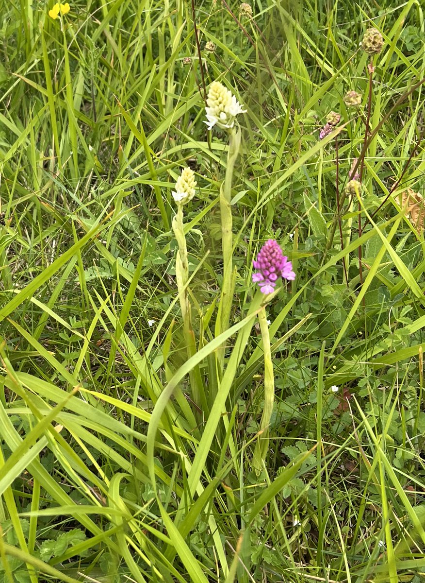 kathgrove0's tweet photo. Amazing number of bee and wasp orchids seen on a walk from Winchcombe, also a white pyramidal orchid - not come across one of those before. https://t.co/dM0kqfFtoJ