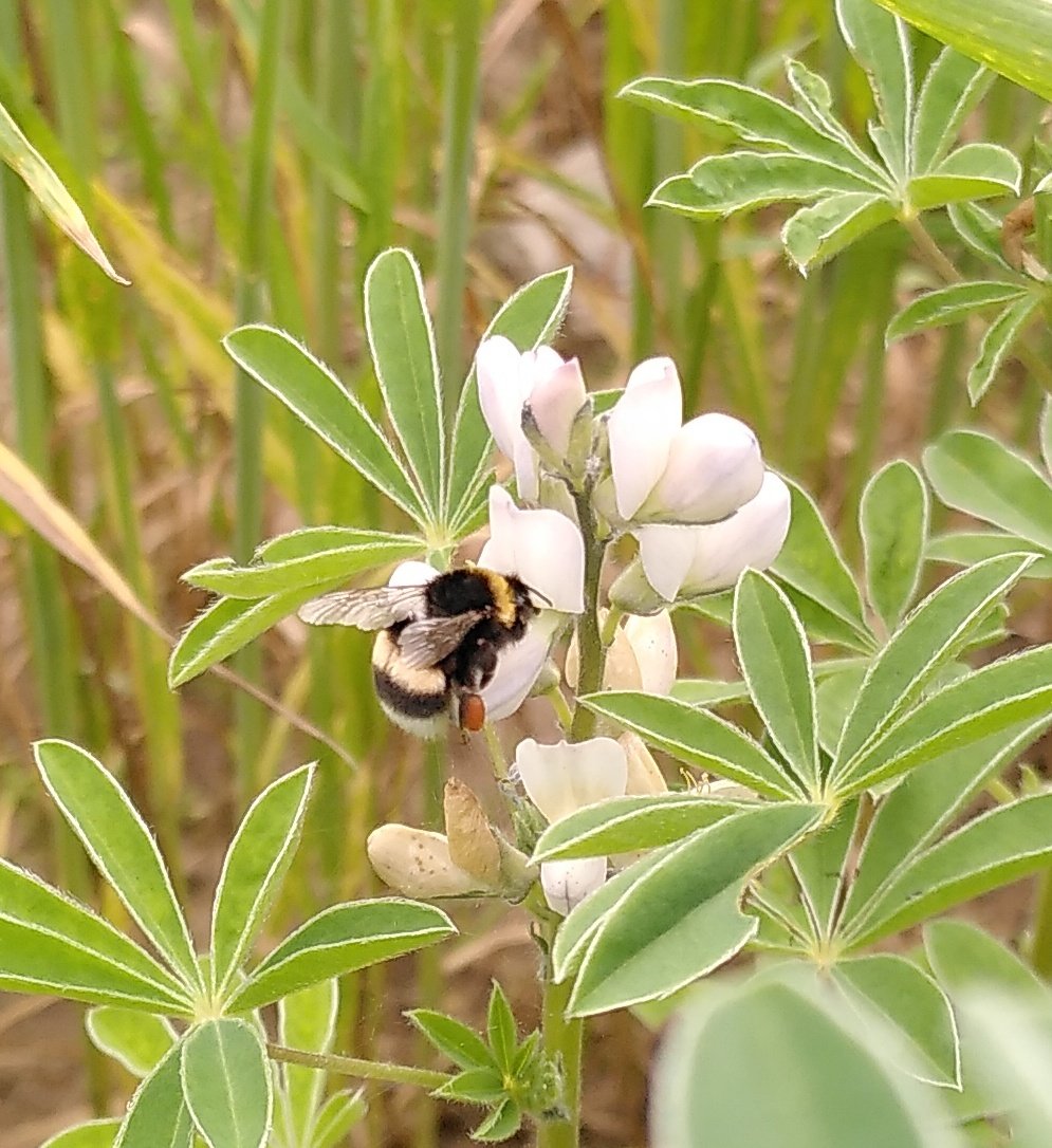 FiBLBreeding's tweet photo. Transect Walk to measure #Pollinators in #WhiteLupin #Spelt and their #Intercrop for the @DIVINFOOD on-farm trial at https://t.co/hUJu3TOyGv 
++Bumblebees in lupins
++Hoverflies in the chamomile (weed/companion wild biodiversity). https://t.co/o86mM2Vwen