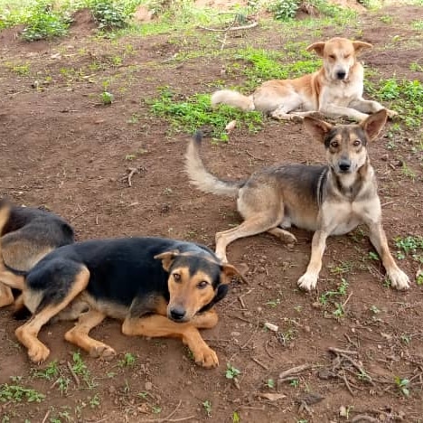 We have not received any more help for food So many things at once and so little help 💔
worldremit.com or SENDWAVE.COM to; +256753170377 Please don't forget about us, we need you #dogs #urgent #rescue #share #charity