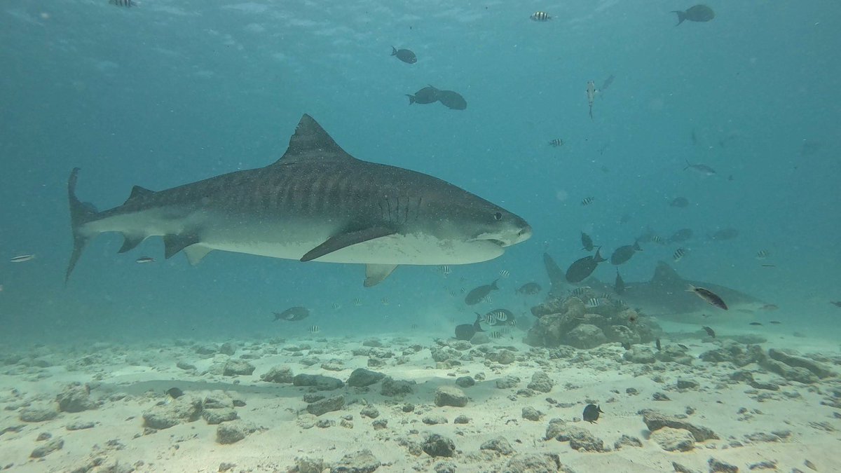 Benson Ho tweet media