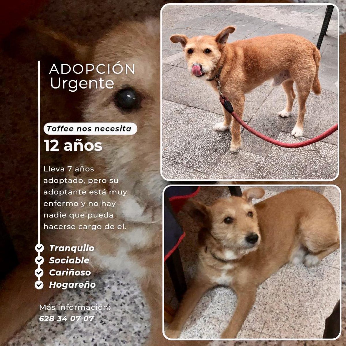 SosAbuelos1's tweet photo. #GranCanaria
Contacto; 628 34 07 07
No hay nada más dulce y triste que un abuelillo que necesita ayuda, y #TOFFE, de 12 añitos, necesita ahora una nueva familia que le cuide.
Amable, cariñoso, bueno y agradecido, si crees que puedes ser un buen adoptante para él, contáctanos, por favor, merecerá la pena!! Y si no, comparte.