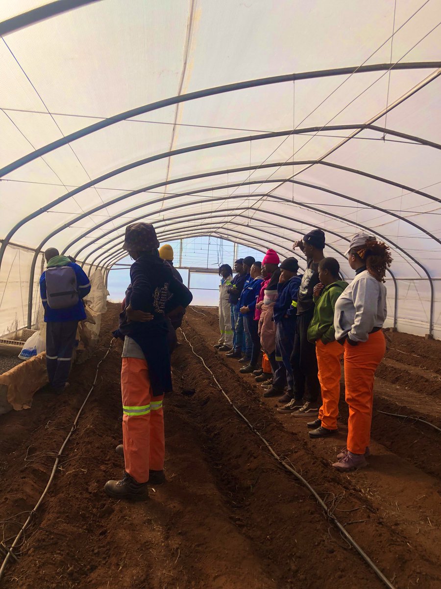 Neo_skhandisa's tweet photo. Being a Farmer requires a ‘nothing is beneath me’ mindset. 
You’ll be doing everything from weeding to admin work &amp; pushing wheelbarrows in between.

The small stuff matters &amp; also, your team is watching.😅 https://t.co/gpOO6cTOyg
