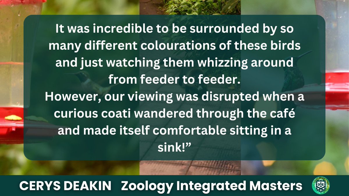 UniExeCEC's tweet photo. Cerys Deakin is a third year student undertaking her intergrated masters in Zoology with us. This year she went on our field trip to Costa Rica and is now sharing her experiences. This is part one, at Hummingbird Café, Monteverde.
#Zoology #FieldTrip #HummingbirdCafe #Monteverde https://t.co/ffm1v3Cp9A