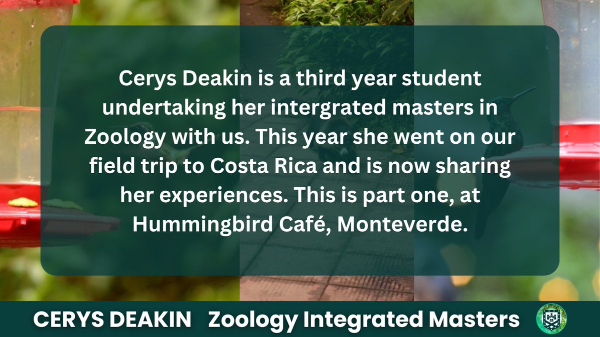 UniExeCEC's tweet photo. Cerys Deakin is a third year student undertaking her intergrated masters in Zoology with us. This year she went on our field trip to Costa Rica and is now sharing her experiences. This is part one, at Hummingbird Café, Monteverde.
#Zoology #FieldTrip #HummingbirdCafe #Monteverde https://t.co/ffm1v3Cp9A