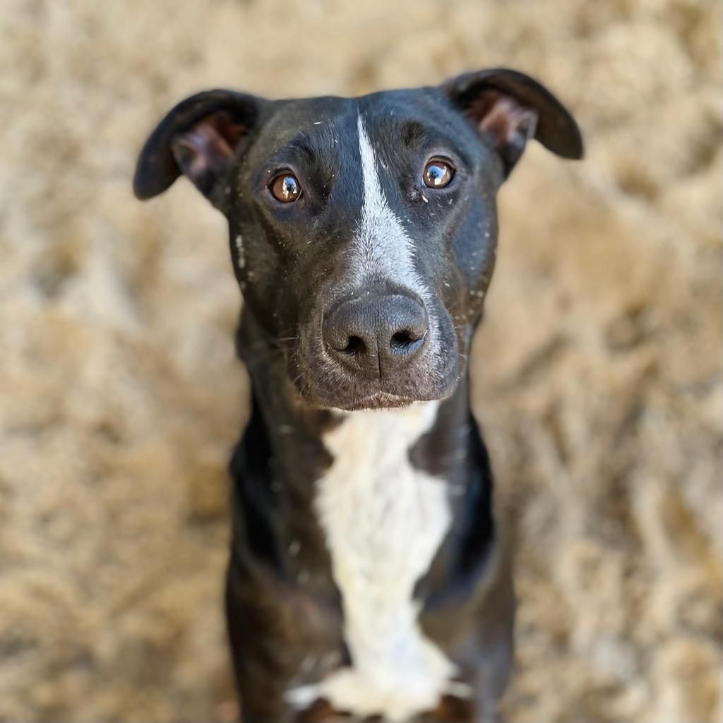 TEARS Animal Rescue tweet media