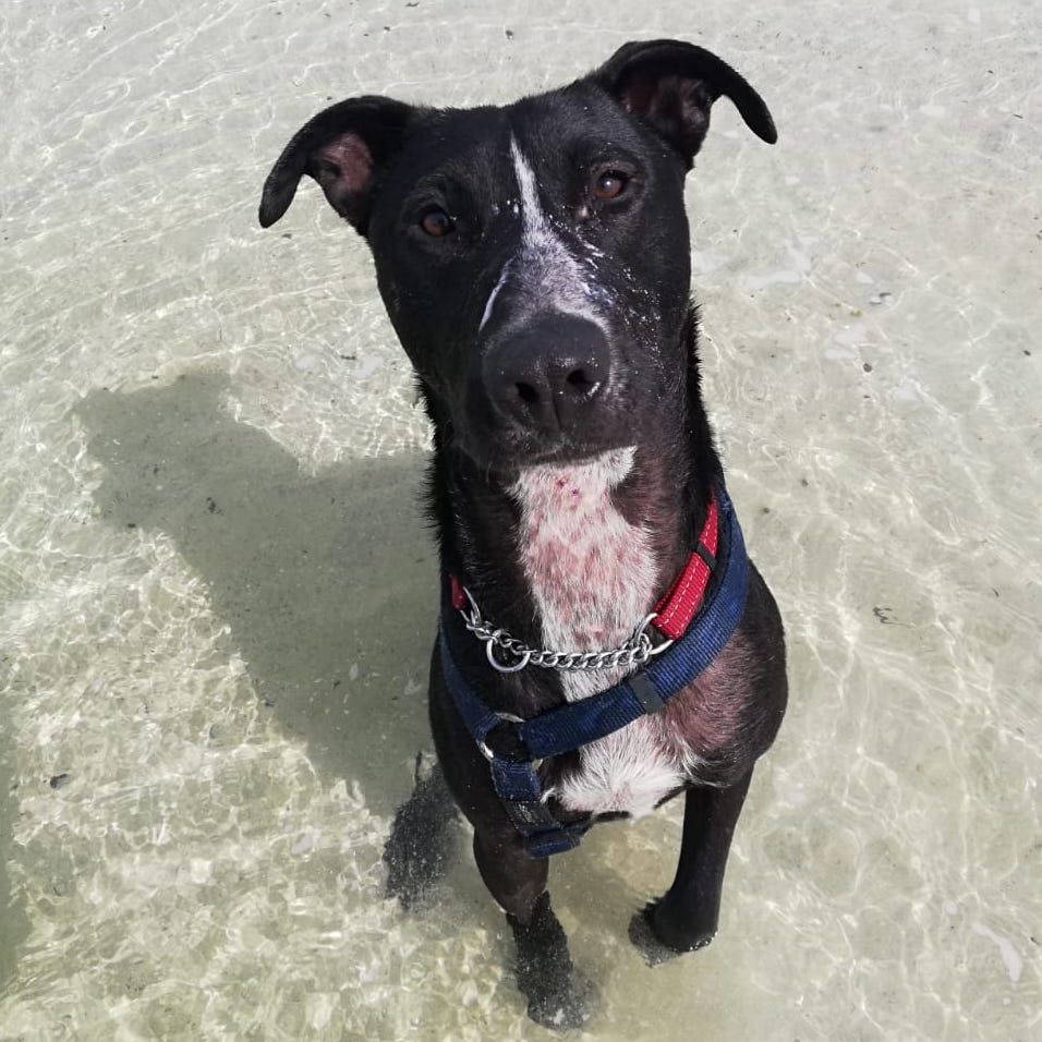 Meet Bagheera, a strapping Greyhound-Africanis-Bull Terrier mix with sleek jet-black fur and stylish white stripes up his muzzle and down his chest.

Adopt Bagheera: tears.org.za/dogs/?mgi_21=7…