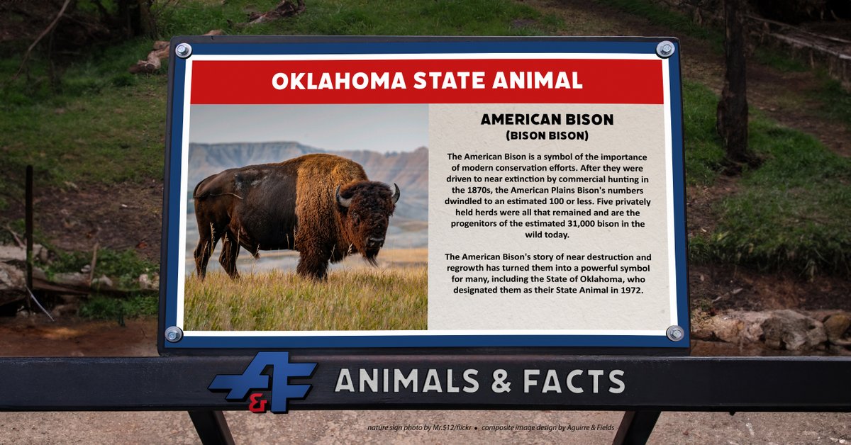 AguirreFields's tweet photo. Our #CharacterCalendar Creature of the Month is Oklahoma's State Animal: the American Bison. Flip your calendar to June and learn more about this symbolic animal. https://t.co/FjxQOvOYaa