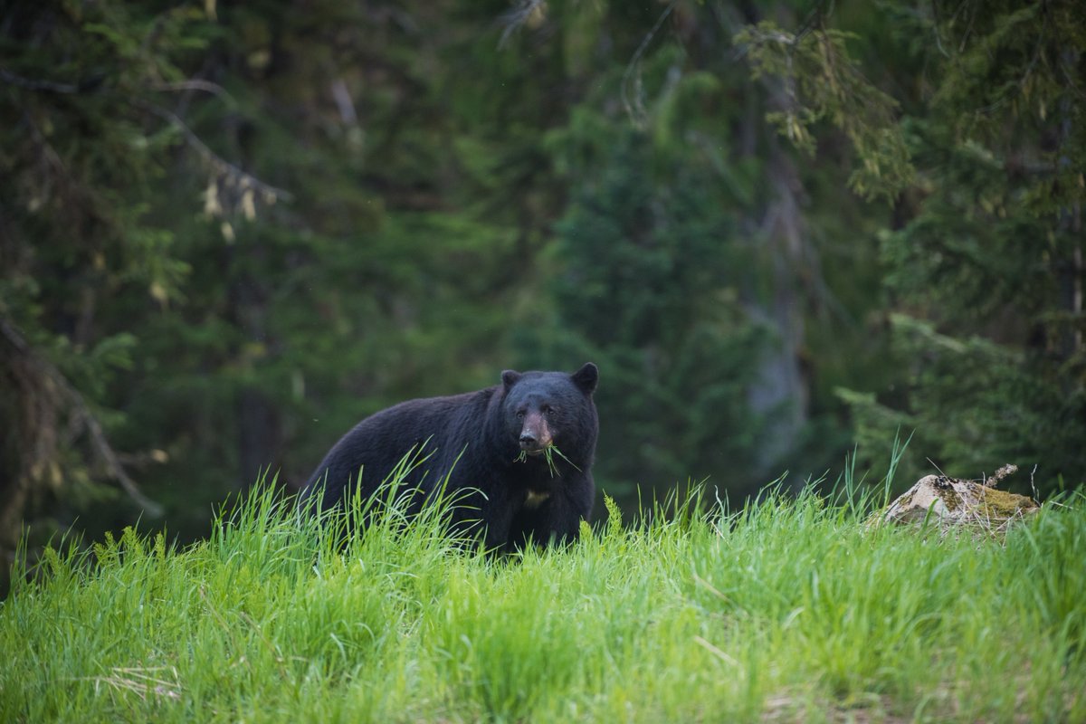 RMWhistler's tweet photo. Bear Alert - Shared on behalf of the Conservation Officer Service (COS).
 
Secure all ground level windows and doors to prevent bears from entering your home. 
 
Report wildlife conflicts: 1-877-952-7277. 
Details: https://t.co/lKGMF0o57G

📸 Tourism Whistler/Mike Crane https://t.co/VHEcaGU8kS