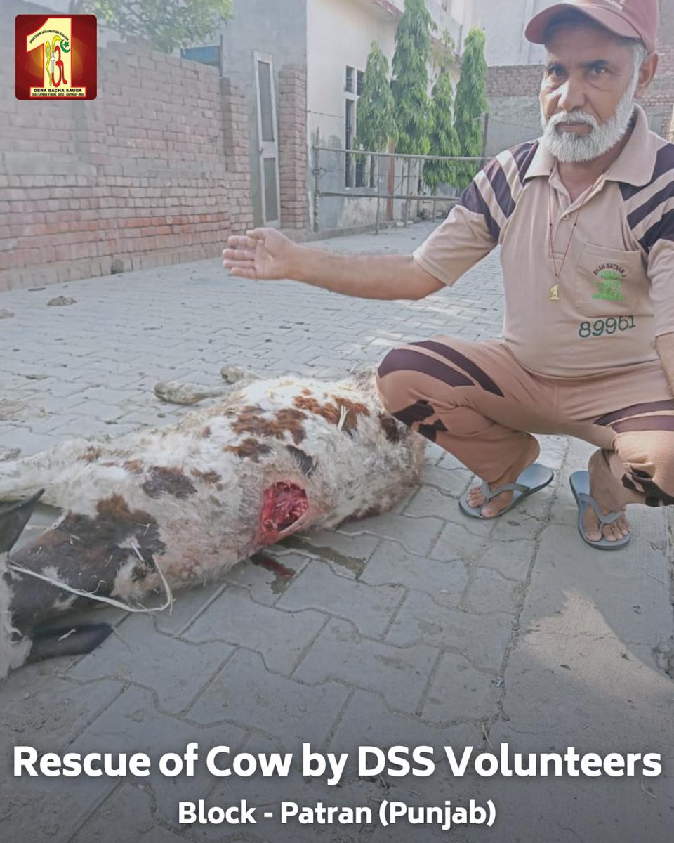 DSSNewsUpdates's tweet photo. In Patran, Punjab, an injured cow was rescued and given medical treatment by the dedicated volunteers of Dera Sacha Sauda. Inspired by the teachings of Saint Dr MSG Insan, their selfless act of compassion and care reflects their unwavering commitment to the welfare of all living beings. #AnimalWelfare #MedicalAid #DeraSachaSauda