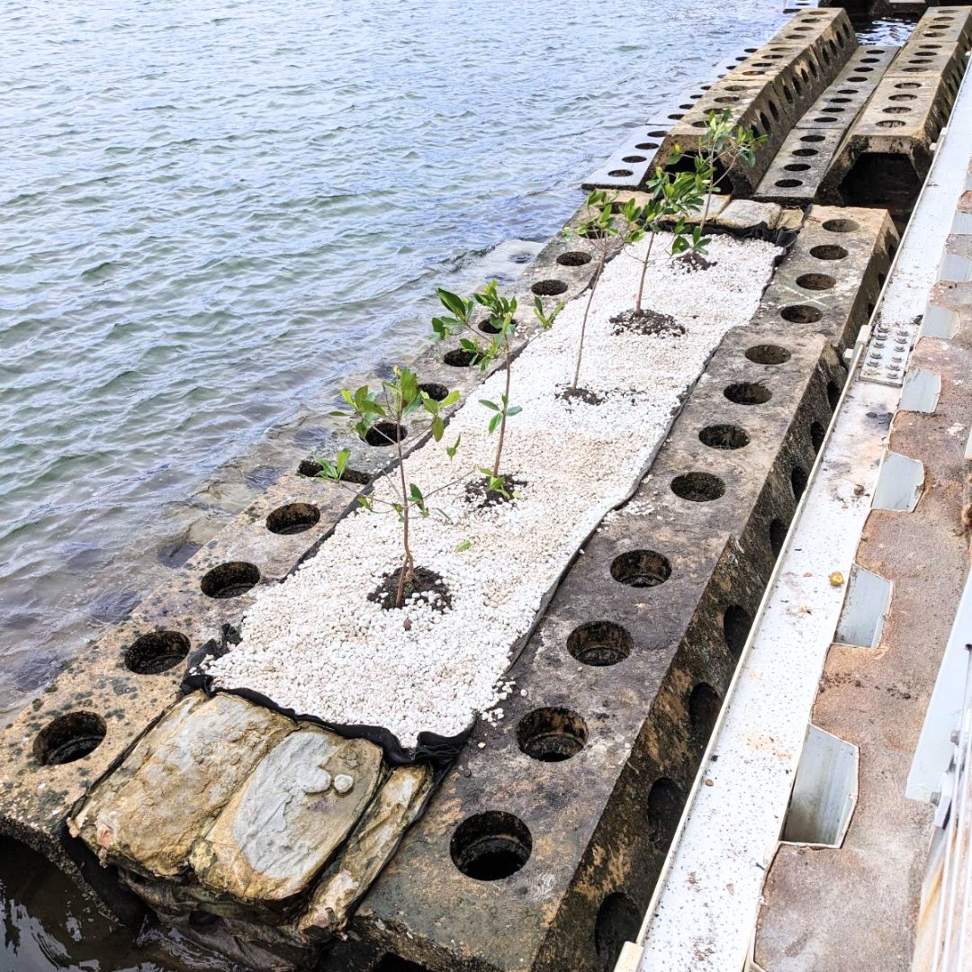 umiamiengineer's tweet photo. #SEAHIVE  is coming together at Wahoo Bay in Pompano Beach.🌴Professor Landolf Rhode-Barbarigos and team planted mangroves this week.🌊The hope is that the system will not only protect the area from flooding and erosion but will be hospitable to sea life. 🐠🪸

#coastalprotection https://t.co/A9YVcL0wuq