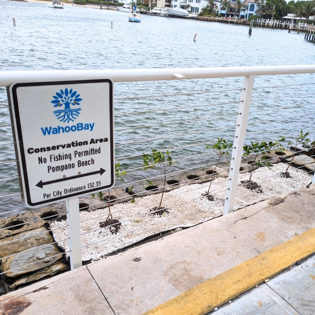 umiamiengineer's tweet photo. #SEAHIVE  is coming together at Wahoo Bay in Pompano Beach.🌴Professor Landolf Rhode-Barbarigos and team planted mangroves this week.🌊The hope is that the system will not only protect the area from flooding and erosion but will be hospitable to sea life. 🐠🪸

#coastalprotection https://t.co/A9YVcL0wuq