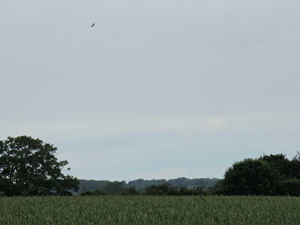 saloplarus's tweet photo. Today's unexpected flyover (and obligatory #recordshot) was an Osprey north through the NE Lincs countryside towards Immingham at 1447 #flamingjune🔥 #migration https://t.co/nACmUNrDiQ