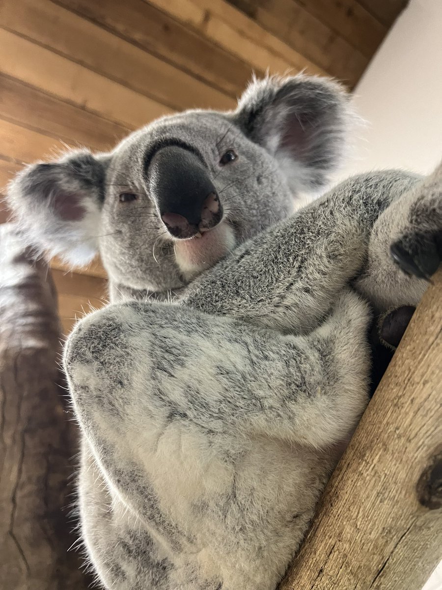 Looking at our weather apps like…

We are open rain or shine! Experience the Palm Beache’s very own ‘rain forest’ at Palm Beach Zoo.

📸: Zoologist Tabb

#koala #queenslandkoala #lovethepalmbeaches #lovefl #palmbeachzoo #soflo