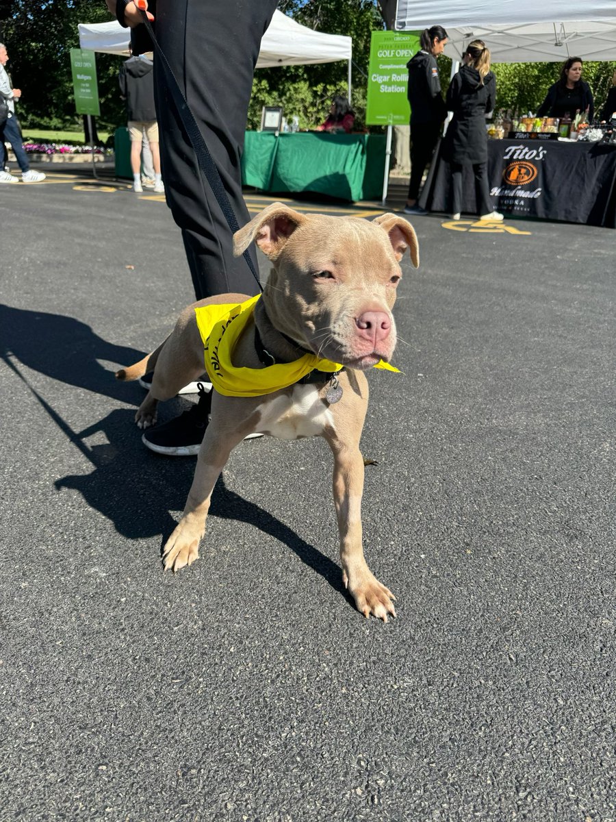 Jerrythekid21's tweet photo. After playing in the PAWS charity golf event yesterday I’ve decided to adopt this Pretty Girl. Me and my family are on our way to get her. She goes by Ruffles as of now. I’m not sure if I’m changing her name yet. https://t.co/EMTytYovv5