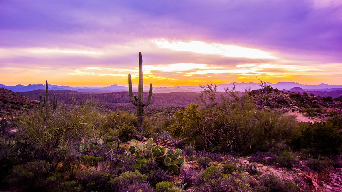 Wasteland Cactus Crew tweet media