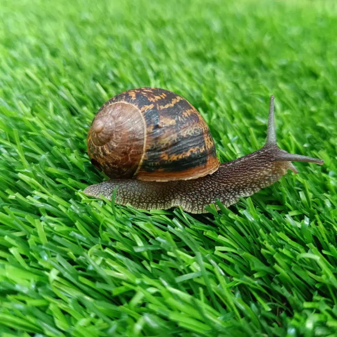 Avui l'Arán s'ha trobat un cargol de camí a l'escola, ens l'ha volgut ensenyar i la resta d'infants han mostrat interès per aquest animaló. L'hem estat observant i hem parlat sobre les seves característiques.