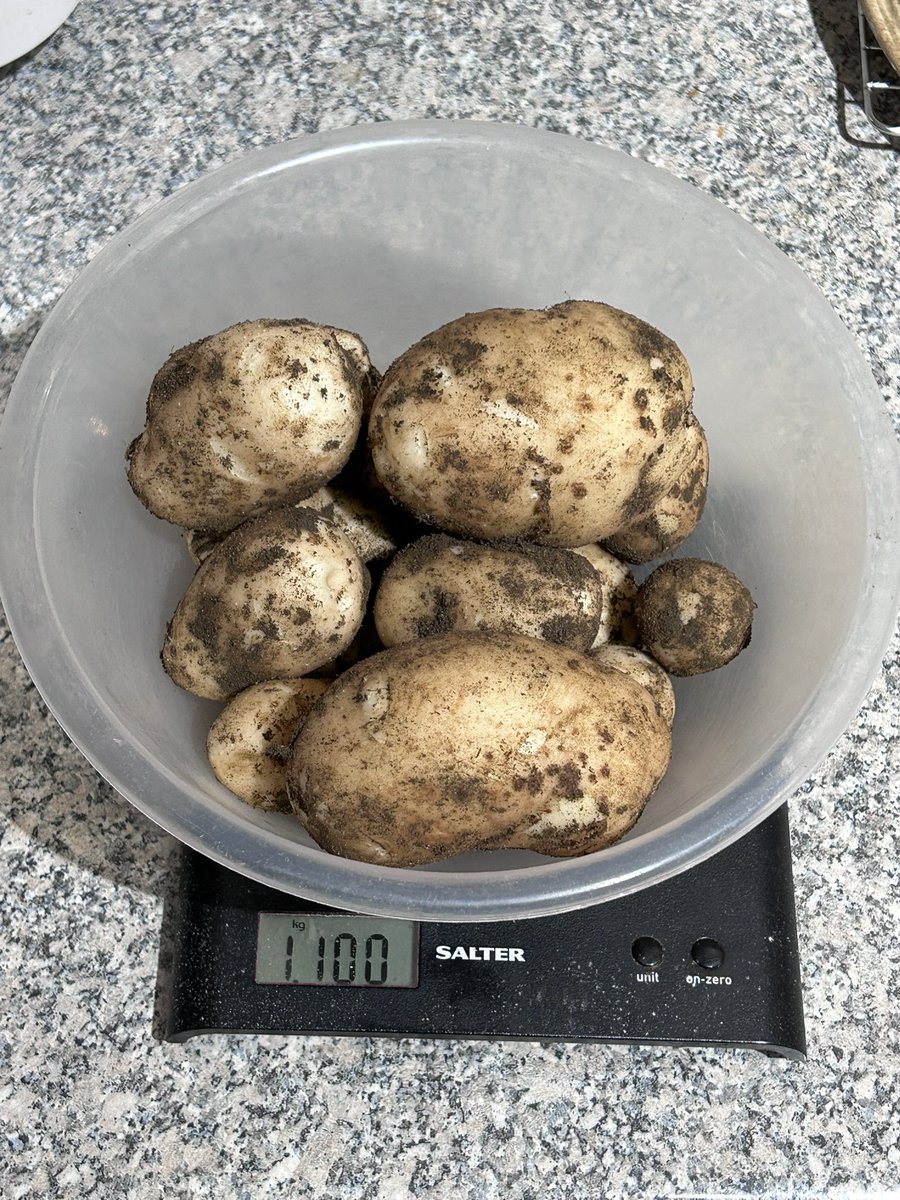 LoveGrowingVeg's tweet photo. I was going to wait another couple of weeks until I started on my Maris Bard early potatoes from home saved seed. A crow had started harvesting them this morning and made me think they must be ready. 1.1Kg from one plant, happy boy. Eating tonight with hg broad beans & cabbage π https://t.co/gq5RE0lXOU
