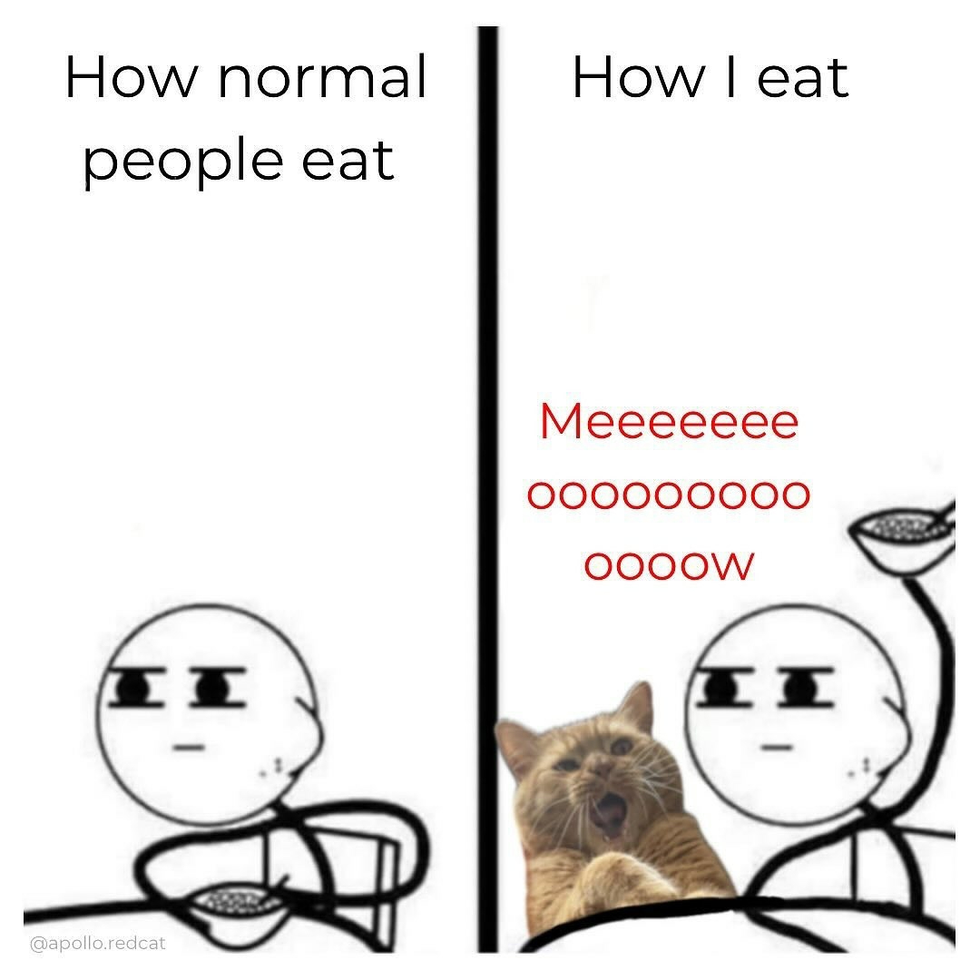 cats with powerful impression ๐พ tweet media